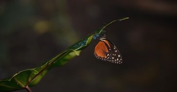 filigreed butterfly on the bush twig