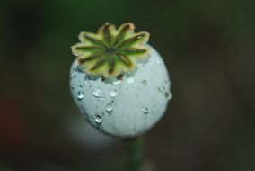 box of poppy in drops of water close-up