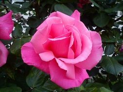 pink roses on a bush close-up