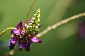 Macro photo of the beautiful, purple kudzu flowers
