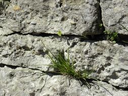 grass in gray rock