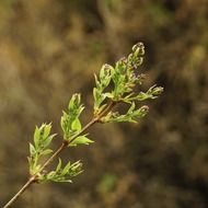 green spring lilac buds