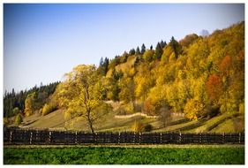 distant view of bright autumn forest