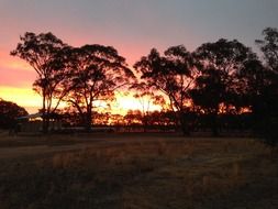 sunset australian over the silhouettes of the trees