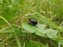 black beetle on a green dandelion leaf