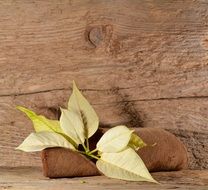 poinsettia on a wooden surface