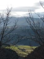 Branches of the trees on the mountain