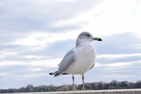 seagull portrait cloud sky view