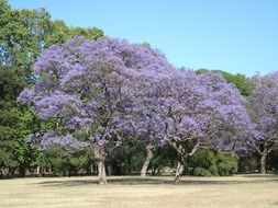 bright lilac trees in argentina