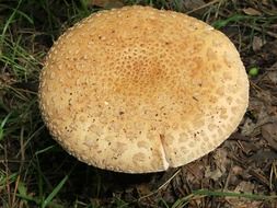 giant disk fungus