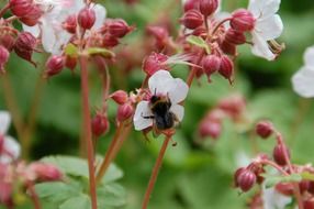 closeup picture of bee on a flowering plant