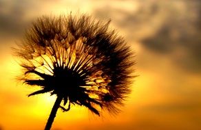 dandelion silhouette at sunset