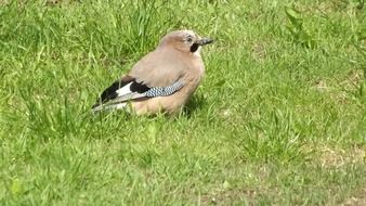 wild bird on green grass close up