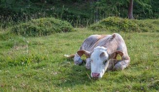 white farm cow resting in the meadow, lesachtal, austria