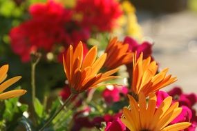 bright colorful daisies closeup