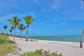 palm trees on the beach near the ocean