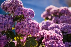 beautiful violent hydrangeas flowers
