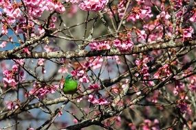 green bird on a pink cherry tree