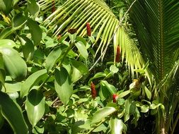 plants in rainforest close up, tobago