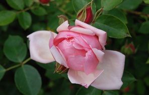 magnificent rose flower bloom