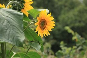 sun flower in a forest
