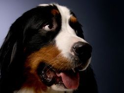 Bernese Mountain Dog closeup