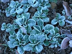 plant in blue frost close up