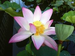 lotus flower and seed