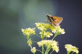 butterfly on yellow flower