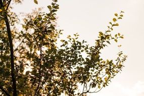 autumn leaves on a bush against the sky