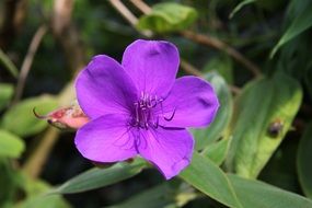 absolutely gorgeous purple plant