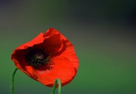 red poppy at green blurred background
