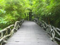 boardwalk in yanoda rainforest, china,