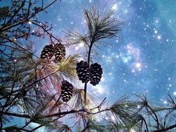 splendiferous conifer pine drawing