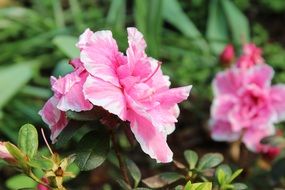 pink spring flower