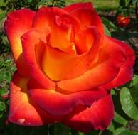 Big red rose flower