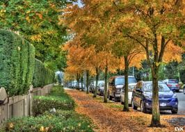 autumn foliage on the sidewalk of a city street