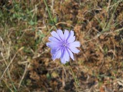 splendiferous garden blue flowers