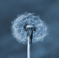 half bare dandelion seed head