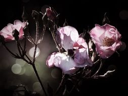 pink roses, back light, bokeh