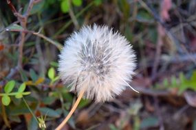 Beautiful white dandelion flower with seeds among other plants