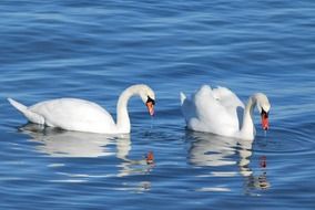 two white swans are reflected in clear water