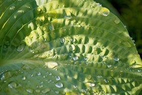 very beautiful green leaf