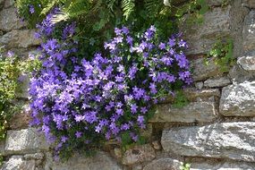 purple campanules on stone wall