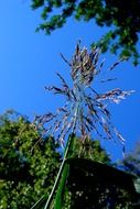 cane seeds on a background of green trees and blue sky