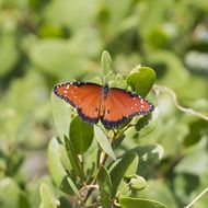 brown butterfly on green plants close-up