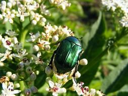Cetonia aurata, green rose chafer, beetle on flowers