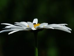 photo of blooming daisies in the spring