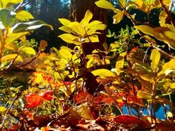 tree branches with yellow leaves in autumn