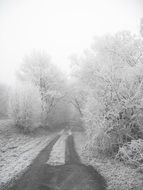 forest and rural road in winter time